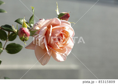桃色のイングリッシュ・ローズの花びら【薔薇】 桃色のイングリッシュ・ローズの花びら【薔薇】 85315809