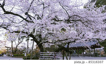 彼岸桜が満開の春の高麗神社／埼玉県日高市 85316307