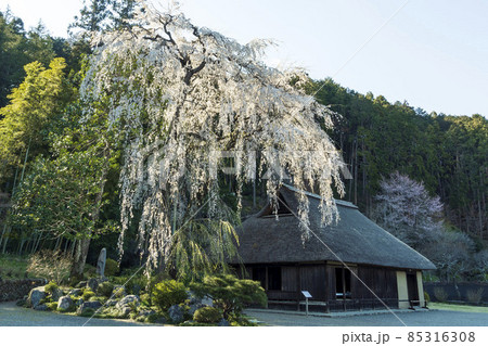 高麗神社の高麗家住宅と枝垂桜／埼玉県日高市 85316308