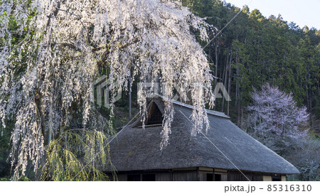茅葺屋根と枝垂桜／【高麗神社の高麗家住宅】埼玉県日高市 85316310