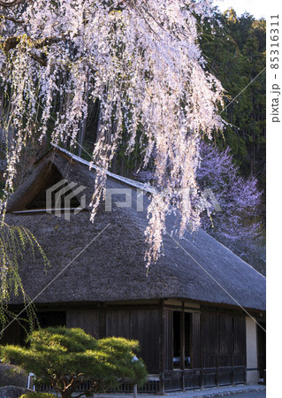 茅葺屋根の古民家に枝垂桜／【高麗神社の高麗家住宅】埼玉県日高市 85316311