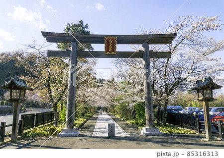 高麗神社の鳥居と桜の参道／埼玉県日高市 85316313
