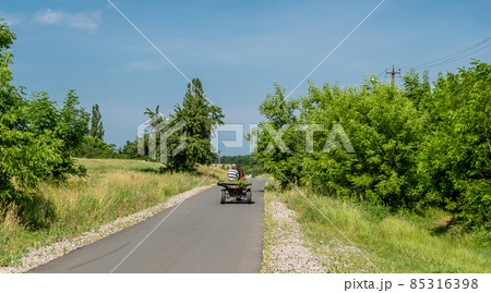Beautiful wild brown horse stallion on summer flower meadow 85316398