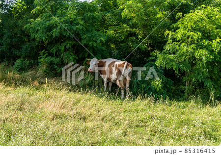 Photography on theme beautiful big milk cow 85316415