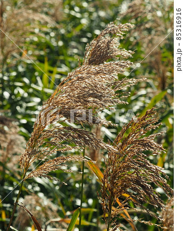 ヨシ（穂） 85316916