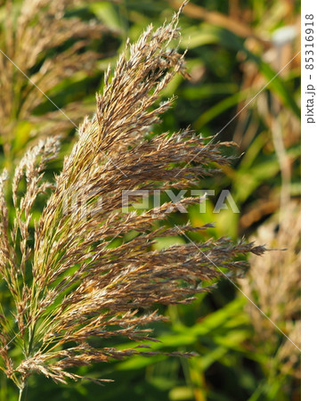 ヨシ（穂） 85316918