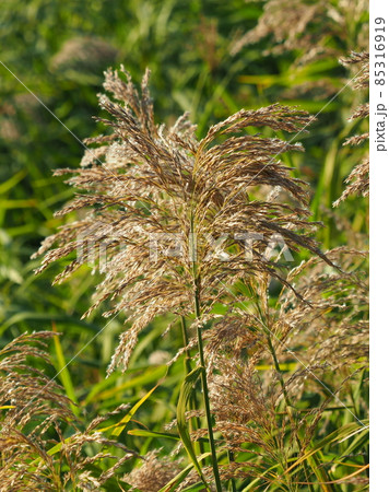 ヨシ(穂) ヨシ(穂) 85316919
