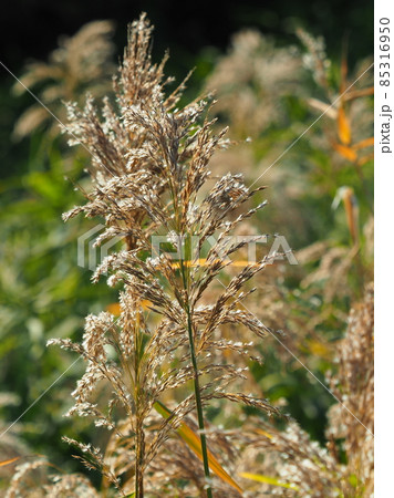 ヨシ(穂) ヨシ(穂) 85316950