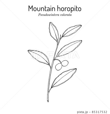 Mountain Horopito Or Pepper Tree Pseudowintera のイラスト素材
