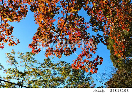 秋の山にきれいな彩り　風景 85318198