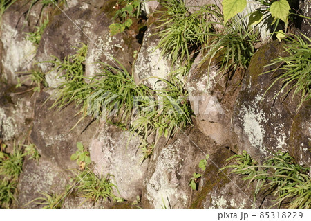 石垣の隙間から生える、シダ植物のイノモトソウ 石垣の隙間から生える、シダ植物のイノモトソウ 85318229