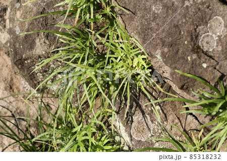 石垣の隙間から生える、シダ植物のイノモトソウ 85318232