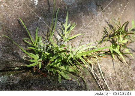 石垣の隙間から生える、シダ植物のイノモトソウ 85318233