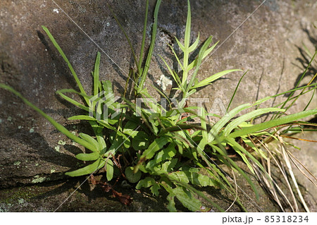 石垣の隙間から生える、シダ植物のイノモトソウ 85318234