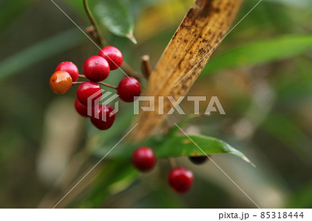冬に道端に実る、赤い小さなサルトリイバラ 冬に道端に実る、赤い小さなサルトリイバラ 85318444