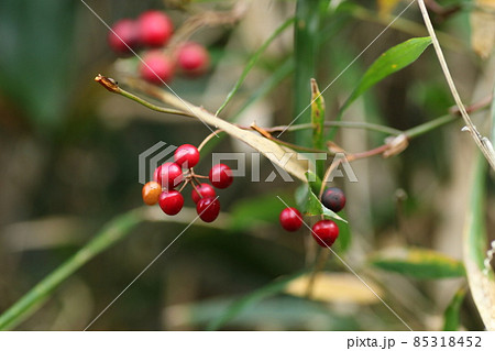 冬に道端に実る、赤い小さなサルトリイバラ 85318452