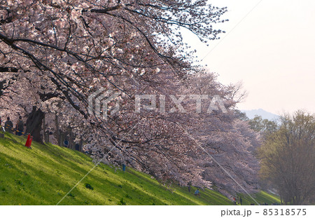 背割提に覆いかぶさり根元より低く枝を張る満開の桜並木～淀川河川公園 85318575