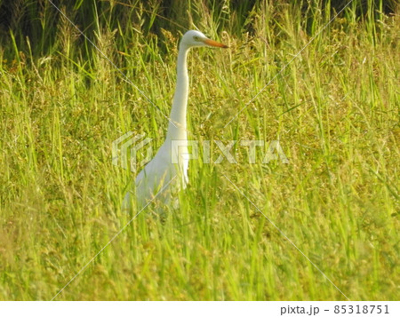 シラサギ 85318751