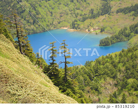 初夏を迎えた裏志賀山からの大沼池 初夏を迎えた裏志賀山からの大沼池 85319210