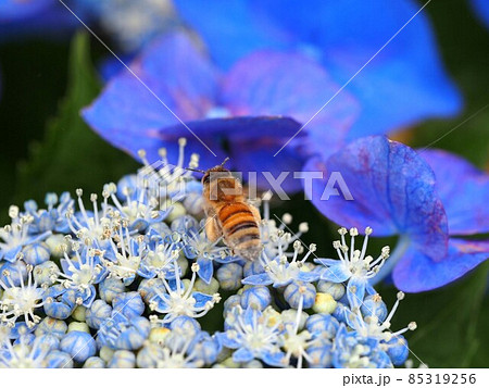 ガクアジサイの上ではばたく花粉まみれのミツバチ ガクアジサイの上ではばたく花粉まみれのミツバチ 85319256