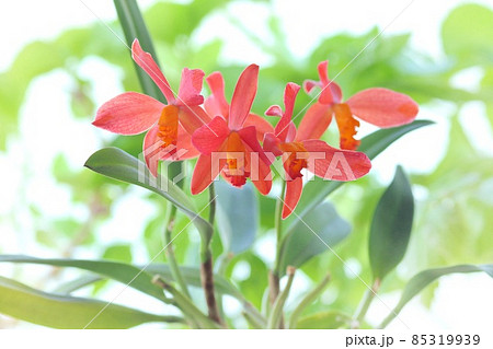 カトレア ミニカトレア ピンクとオレンジの中間的な色の花の写真素材
