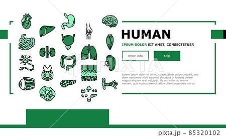 Human Internal Organ Anatomy Landing Header Vector 85320102