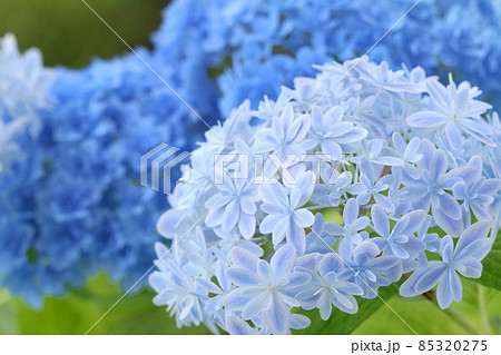 水色と青のアジサイ　水色は万華鏡という品種　細かい花が綺麗 85320275