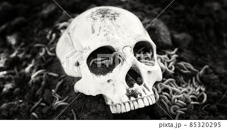 Human skull in the soil black and white Human skull in the soil black and white 85320295