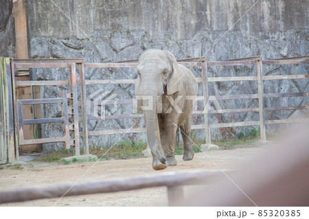 動物園の象 動物園の象 85320385