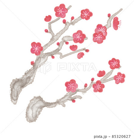 紅梅の枝 紅梅の枝 85320627