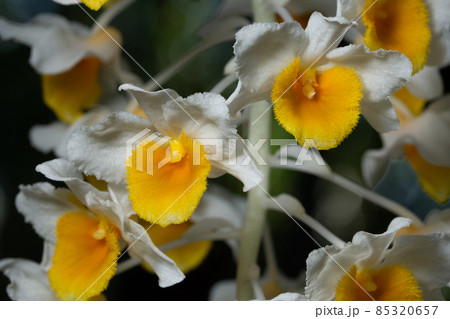 Close up of white orchid flowers Close up of white orchid flowers 85320657