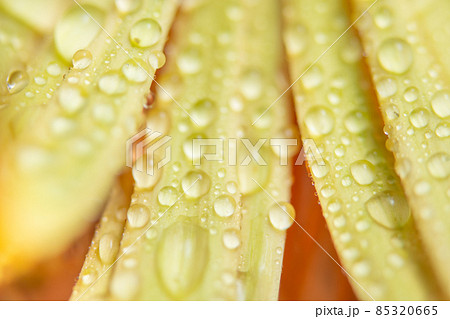 Water drops on yellow petals Water drops on yellow petals 85320665
