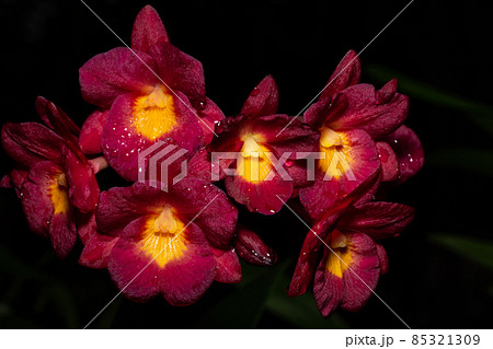 Red flower macro 85321309