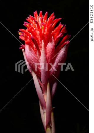 Pink flower macro black background 85321310