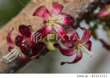 Background red flower macro 85321311