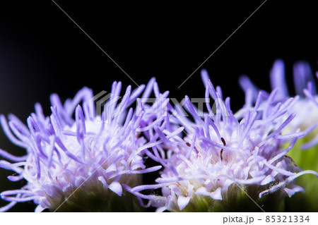 Purple grass flower macro 85321334