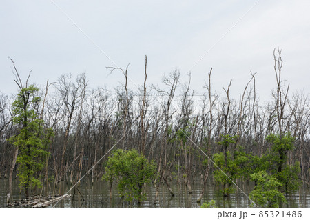 Mangrove forest view Mangrove forest view 85321486
