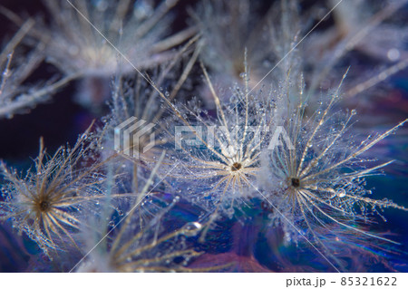 Macro flower background 85321622
