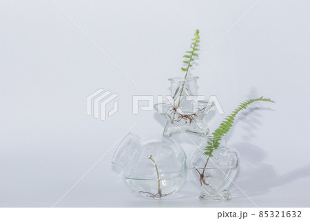 Ferns in clear glass bottle white background Ferns in clear glass bottle white background 85321632