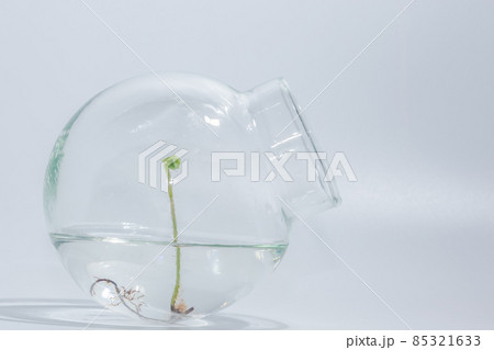 Ferns in clear glass bottle white background 85321633