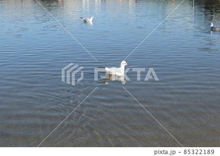 大森ふるさとの浜辺公園 大森ふるさとの浜辺公園 85322189