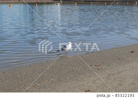 大森ふるさとの浜辺公園 大森ふるさとの浜辺公園 85322193