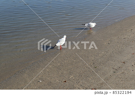 大森ふるさとの浜辺公園 大森ふるさとの浜辺公園 85322194