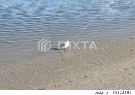 大森ふるさとの浜辺公園 85322195