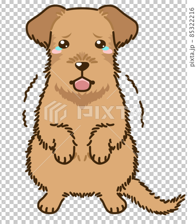Frightened irish terrier 85322216