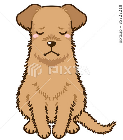 落ち込むアイリッシュテリア 落ち込むアイリッシュテリア 85322218