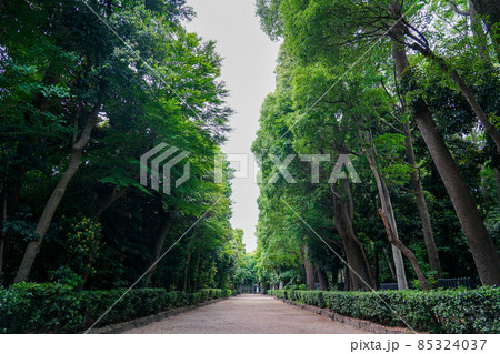 参道　井草八幡宮（東京都杉並区） 85324037