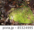 苔　コケ 85324995