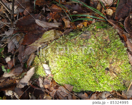 苔　コケ 85324995