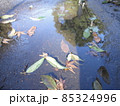 水面と葉 85324996